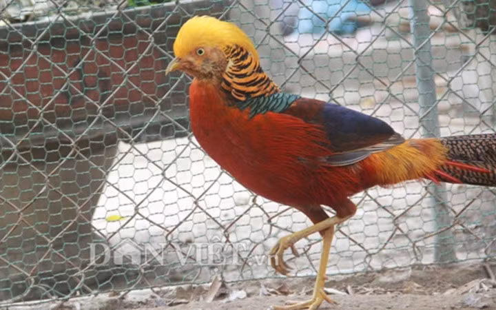 Đây được coi là một loại chim quý hiếm, được ưa chuộng làm quà biếu vào những dịp lễ, Tết.(Ảnh: Dân Việt)