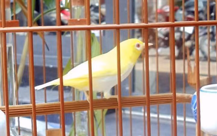 Chim biến đổi gen: Anh Lý Hùng Tú (quận Hai Bà Trưng, Hà Nội) là chủ sở hữu của chú khuyên xanh bị biến đổi gen, toàn thân có màu mơ, vàng như chim yến. Con chim này từng được trả giá 10.300 USD nhưng anh chưa bán.(Ảnh: Việt Nam Net)