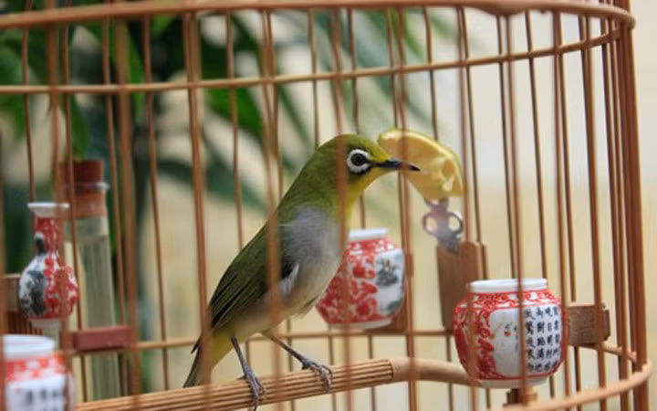 Chim vành khuyên: Chú chim vành khuyên này được anh Phạm Sĩ Hà (phố Lê Lai, quận Ngô Quyền, TP. Hải Phòng) mua với mức giá “khủng” 110 triệu đồng.(Ảnh: Việt Nam Net)