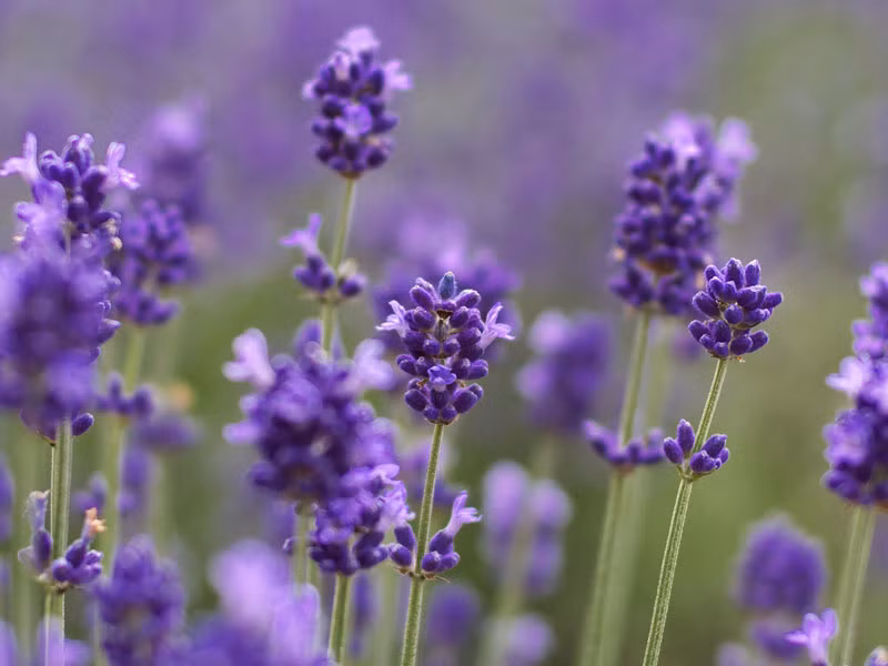 Oải hương là một trong những loài thảo mộc thiêng liêng giữa mùa Hè. Thời kỳ ra hoa là từ tháng 6 - 8.