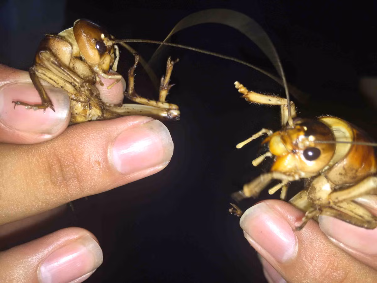 Anh Linh thông tin thêm: “Nghề này không dễ kiếm tiền vì không phải khu vực nào cũng có dế cơm ở. Thông thường, nó chỉ ở những nơi có đất gò, cao, đặc biệt là đất giồng cát bỏ hoang hoặc nơi trồng các loại khoai, đậu…”.