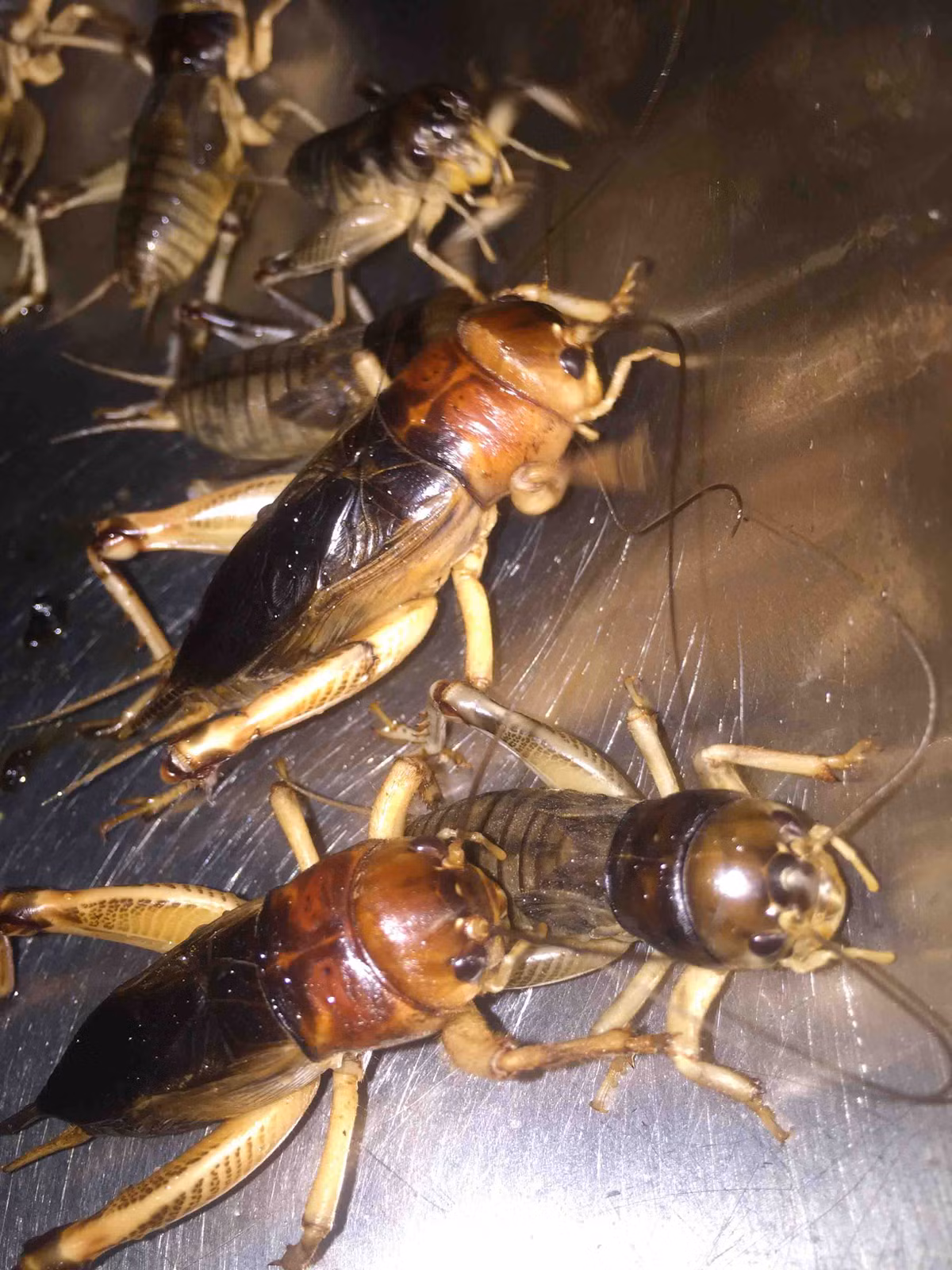 Các quán ăn, quán nhậu ở TP.Cần Thơ hiện chưa bán loại dế này. Chỉ một số người biết cách chế biến hoặc biết ăn thì mới tìm đến anh Linh để đặt mua.