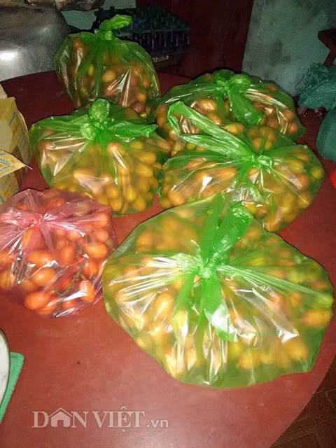 Vì lý do trên, nên hiện nay cây quả máu ở trong rừng còn rất ít. “Cái cây nhà em bây giờ vốn là do em đưa mấy cây con trên rừng về trồng trong vườn. Mấy cây ươm trồng, chỉ có duy nhất cây này còn sống và cho quả trong khoảng 5 năm trở lại đây. Trong thôn cũng có vài gia đình trồng và bảo tồn được loại cây quả máu. Trước kia, tới mùa quả chín, nhà em và người dân trong thôn hái để ăn chơi và ngâm rượu. Nhưng 2 năm nay, có nhiều người hỏi mua…”.