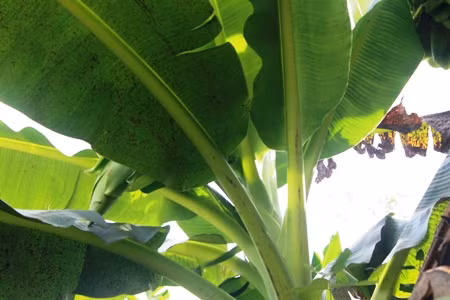 Giống chuối này ra quả quanh năm. Mỗi cây chỉ có 1 buồng duy nhất, buồng lớn từ 8 - 10 nải, buồng nhỏ có 6 - 7 nải. Mỗi nải chuối có từ 13 - 17 trái. Riêng hạt chuối có giá bán rất cao, từ 40.000 - 50.000 đồng/kg. Cây chuối cô đơn rất nhiều hạt, bình quân mỗi buồng có thể thu được 4 - 6kg/hạt. Ngoài ra, để gìn giữ giống chuối này thời gian vừa qua, Hội Nông dân đã phối hợp với các cơ quan chức năng tổ chức tập huấn, hướng dẫn kỹ thuật cho những hộ trồng chuối cô đơn.