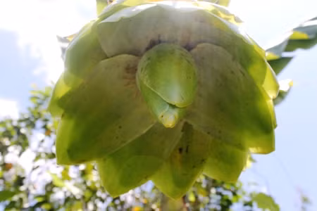  Cây chuối sống chủ yếu trên đồi núi cao. Hiện, toàn xã Phước Bình có trên 20 hộ trồng chuối cô đơn, mỗi hộ có diện tích từ 3 - 5 sào. Trồng chuối cô đơn góp phần tăng thêm thu nhập cho người dân đồng bào miền núi nơi đây. Theo đó, cứ khoảng 3 sào chuối là người dân có thể cho thu nhập từ 60 - 70 triệu đồng/năm.