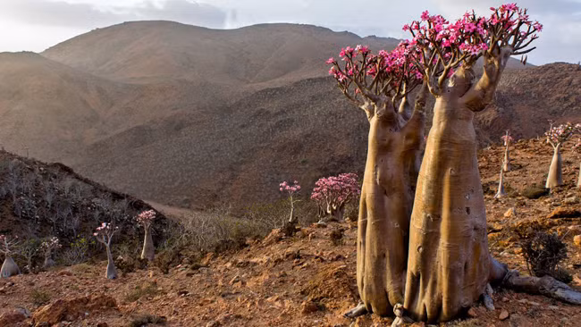 Quần đảo Socotra: Quần đảo Socotra với những cồn cát trắng nguyên sơ ven biển, có hệ thống thực vật đặc hữu, trong đó phải kể đến là cây máu rồng ứa ra nhựa đỏ sẫm khi bị đứt gãy, và cây bao báp to như chân voi với những nụ hoa hồng phớt xinh xinh mọc trên đầu.