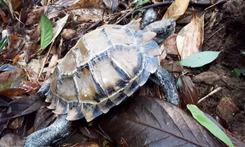 Vuon Quoc gia Bach Ma tiep nhan rua 3 duoi cuc quy