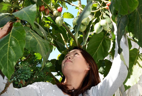 Cây cà chua thân gỗ được trồng ở nhà vườn Lâm Đồng. Ảnh: Lao Động