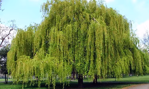 Nhung loai cay mang diem rui tuyet doi khong nen trong