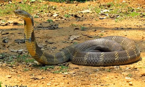 Cho ran doc tren xe khach, bi xu ly ra sao?