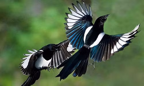 Giai ma diem bao khi chim bay, ran bo vao nha