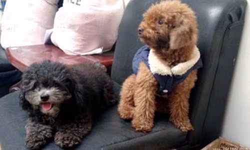 Hoi nha giau chi 100 USD moi lan spa cho thu cung