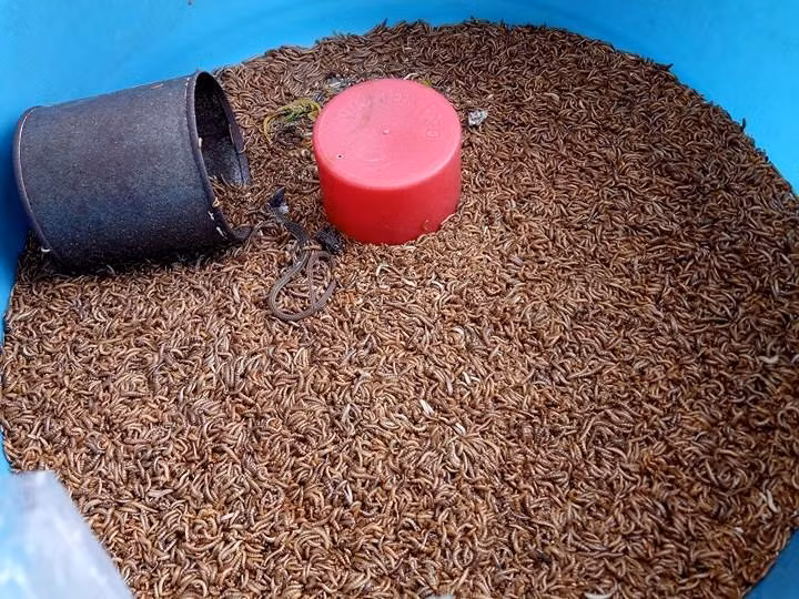 Tầm 5h sáng, hơn chục người bán ngồi san sát nhau với lỉnh kỉnh giỏ, bao, thau đựng các loại côn trùng. Có người bán đủ loại côn trùng, có người chỉ bán độc nhất cào cào, hoặc dế cơm,… Khu chợ hoạt động tấp nập đến khoảng 3h chiều thì tan. Những người chuyên săn bắt cào cào, dế, sâu... ở huyện Hóc Môn, Củ Chi, Bình Chánh và các tỉnh miền Tây cũng tụ họp về đây buôn bán. Bao năm qua, chợ khiêm tốn ở một góc phố phục vụ khách hàng là những người nuôi chim, cá cảnh.