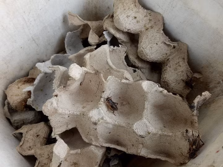 Ngoài bán các loài côn trùng, một phần chợ là nơi trao đổi, mua bán chim. Vừa bốc xong một lon sâu cho khách, chị Nguyễn Thị Loan (quê tỉnh Tiền Giang), cho biết: “Hình như cả TP.HCM chỉ có chợ côn trùng này. Bán mấy con dế, châu chấu chẳng lời lãi được bao nhiêu, nhưng có nhiều khách mua nên cũng đủ sống qua ngày. Mặt hàng phổ biến nhất tại chợ là dế được bán với giá 5.000 đồng/bọc, châu chấu giá 2.000 đồng/bọc. Các loài sâu được bán theo lon, chừng 10.000 đồng/lon”.