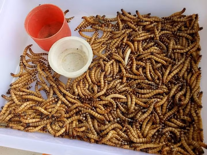 Các loài sâu được bán theo lon, trong ảnh là sâu quy được bán với giá 10.000 đồng/lon. Loại sâu này chủ yếu lấy ở những trại nuôi sâu ở quận 8, huyện Bình Chánh (TP.HCM).