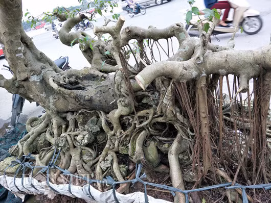 Anh Nguyễn Tiến, một chủ vườn cây cảnh ở Ninh Bình cho biết, xem qua trên ảnh thì thấy rằng cây sanh của anh Thọ rất cổ thụ và có dáng, thế đẹp nên giá cao cũng là điều dễ hiểu.