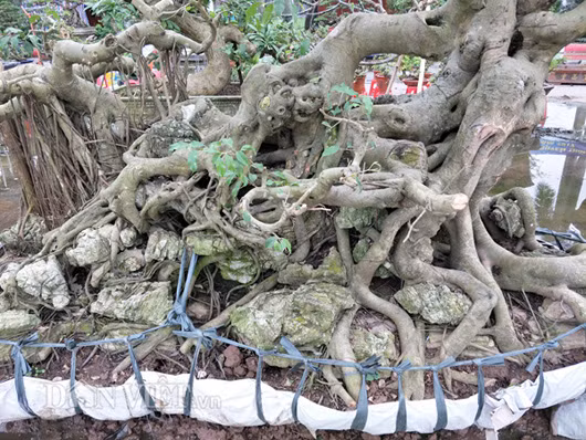 Anh Thọ cho hay: Để chăm sóc, tạo tán cho cây sanh quý trên, tôi đã tốn rất nhiều thời gian, tiền bạc để đầu tư chăm cây.