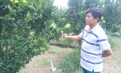 "Cay bac trieu" tren dong dat Binh Duong