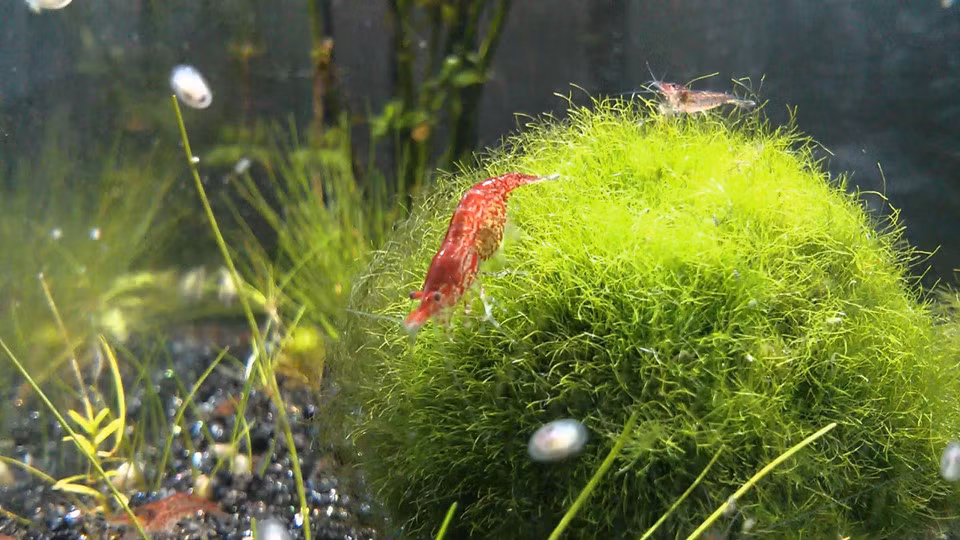 Hiện nay trong hồ này gần như không còn cầu tảo sinh sống. Hoạt động khai thác mỏ trong khu vực làm ô nhiễm nguồn nước, khiến số lượng cầu tảo dần suy giảm. Tác động của yếu tố tự nhiên như gió và thời tiết cũng làm ảnh hưởng môi trường sống của loài tảo này. Ảnh: Ağaçsakal/Youtube.