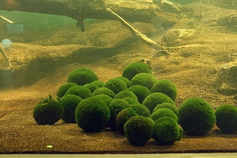 Marimo sinh trưởng dưới đáy hồ, nơi có nhiệt độ dao động từ 13-35 độ C, ít chịu tác động của dòng nước khiến chúng giữ được dạng hình cầu. Loài tảo này có khả năng di chuyển theo dòng nước, đảm bảo bất kỳ chỗ nào trên quả cầu cũng có thể quang hợp. Marimo phát triển rất chậm, kích thước chỉ tăng khoảng vài mm mỗi năm và có tuổi thọ rất cao. Ảnh: Amusing Planet.