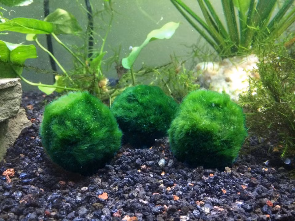 Hiện nay, những quả cầu marimo được bán trong các cửa hàng lưu niệm hoặc dùng để trang trí bể cá ở Nhật Bản. Ảnh: Shopify.