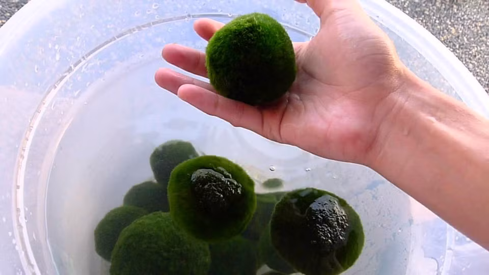 Ở Nhật Bản, marimo được người dân bảo vệ, coi là một vật mang lại may mắn. Cái tên marimo được nhà thực vật học Kawakami Tatsuhiko đặt năm 1898 (mari là bóng, mo là từ chỉ các loài thủy sinh), và chính thức được coi là một “báu vật” tự nhiên kể từ năm 1920. Từ đó đến nay, ngày 29/3 hàng năm, tại khu vực hồ Akan sẽ diễn ra một lễ hội kéo dài ba ngày nhằm tôn vinh marimo và nâng cao ý thức về việc bảo tồn loài tảo độc đáo này. Ảnh: Mossball.