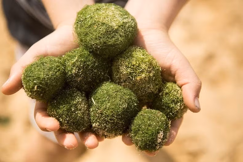 Năm 2006, chính quyền Iceland đã đưa loài tảo đặc hữu này vào danh sách cần được bảo vệ khẩn cấp. Ảnh: Amusing Planet.