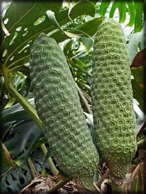 Trái “quái vật” Monstera Deliciosa.