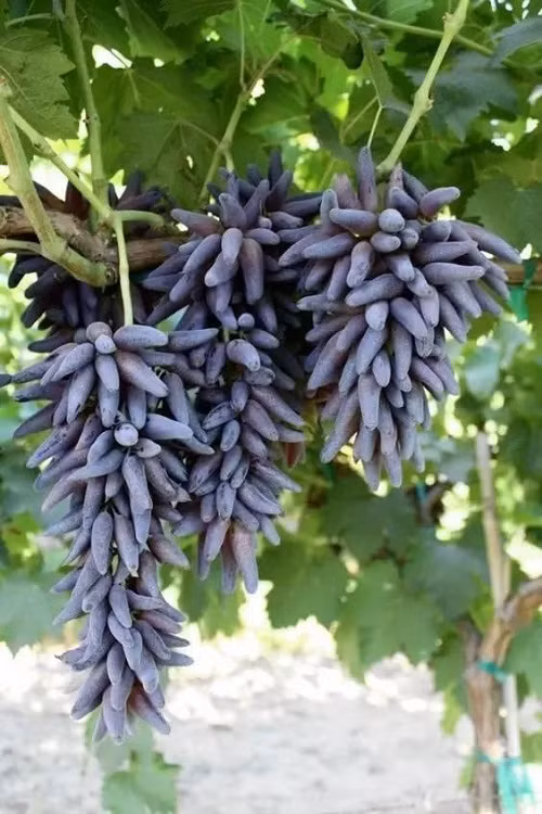 Đây là quả nho phù thủy.