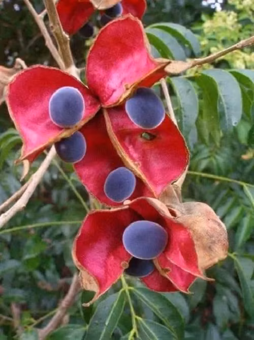 Loại trái cây độc lạ này chắc hẳn nhiều người không biết, nó có tên là Sterculia monosperma