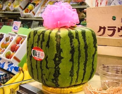 5. Dưa hấu vuông: được những nông dân của đảo Shikoku ở Nhật trồng. Khi trái dưa còn non, người nông dân sẽ đặt chúng vào các thùng chứa hình khối đặc biệt để tạo dáng. Điều đặc biệt là loài dưa này chỉ để trang trí vì chúng không thể chín. Dưa hấu vuông có giá từ 200 - 800 euro (khoảng 5,2 - 21 triệu đồng).