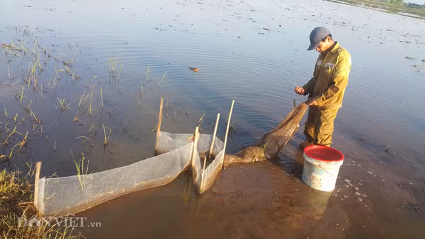 Chia sẻ với phóng viên, anh Phạm Văn Trường (40 tuổi) ở xã Đồng Hướng, huyện Kim Sơn, một thợ đặt đó bắt cá chạch đồng chuyên nghiệp ở huyện Kim Sơn cho hay: “Cá chạch chủ yếu sống và chui dưới bùn, loài này có da trơn nên bắt chúng bằng tay rất khó. Để bắt cá chạch được nhiều, chúng tôi hay bẫy chúng bằng đó ở các kênh mương, đồng ruộng."Mỗi lần cắm đó tôi bắt được vài chục cân chạch và các loài khác như cua, ếch, lươn. Đáng nói hơn là sản phẩm thu bắt về tới đâu là có lái buôn vào thu mua hết với giá cao. Tính ra, mỗi ngày tôi có thu nhập lên đến cả triệu đồng" - anh Trường tiết lộ.