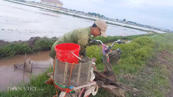 Với hơn 20 năm kinh nghiệm đi bắt cá chạch, vào mùa cá, trung bình mỗi ngày ông Đoàn Văn Thành (55 tuổi) ở xã Đồng Hướng, huyện Kim Sơn cắm đó được 20kg-30kg chạch đồng. “Mỗi ngày cắm 200 chiếc đó, tôi có thu trên 1 triệu đồng là chuyện bình thường"- ông Thành chia sẻ.