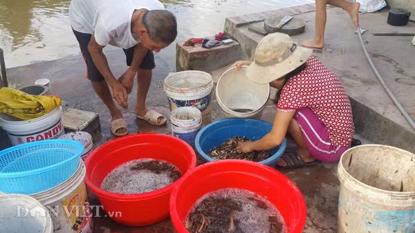 Chạch đồng sau khi được nông dân bẫy về sẽ được lái buôn vào tận nhà thu mua.