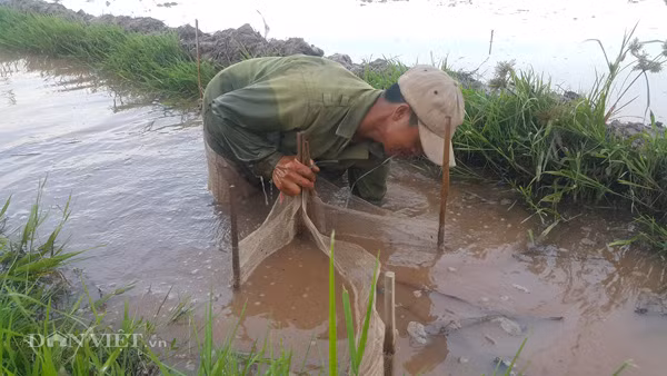Theo những người săn cá chạch ở huyện Kim Sơn, cá chạch ngày thường rất khó bắt và nếu bắt được cũng chẳng được bao nhiêu, nhưng khi vào mùa cày, bừa (chuẩn bị vào mùa vụ sản xuất mới) chạch mới béo vào xuất hiện nhiều hơn. Nắm được quy luật này, nhiều nông dân ở huyện Kim Sơn đã tìm săn bắt và kiếm bộn tiền mỗi ngày.