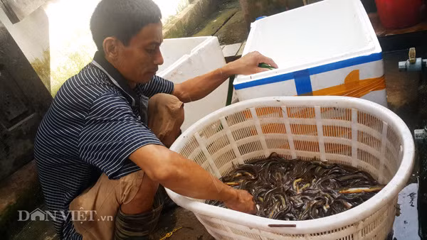 Vào mùa bắt chạch đồng, trung bình mỗi kg chạch được nông dân bẫy về sẽ được lái buôn thu mua với giá 60.000 đồng đến 70.000 đồng/kg, tùy loại, kích cỡ.