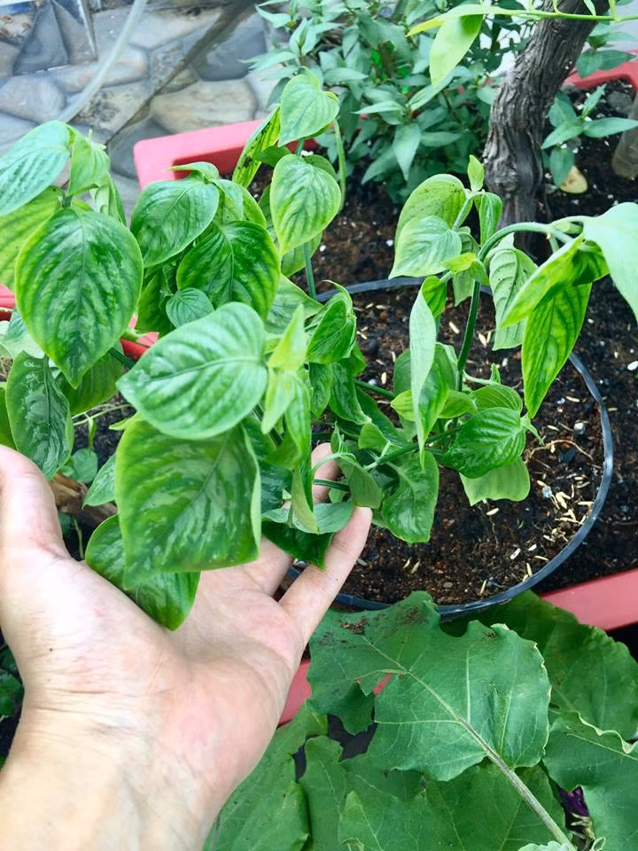 Khi nhà mới xây xong, phải chuyển gần 40 bao đất, mỗi bao 30kg mà chỉ có hai vợ chồng cùng làm. Sau đó lại vận chuyển từng cây lên. Đến khi xong được khu vườn mới mà hai vợ chồng mình mệt muốn xỉu luôn. Nhưng vì đam mê nên vợ chồng động viên nhau cố gắng. Chồng của mình rất đam mê việc trồng cây, anh biết ghép cây và chiết cành từ nhỏ nên việc chăm sóc khu vườn anh có rất nhiều kinh nghiệm. Mỗi lần trồng cây gì, hai vợ chồng đều nghiên cứu kĩ càng các kĩ thuật cũng như chế độ chăm sóc riêng nên hầu như trồng cây nào cũng thành công và sai trĩu quả.”