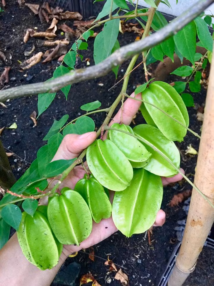 Trong khu vườn của mình, chị Trân trồng nhiều loại cây cố định như ổi, táo, quýt, khế, bưởi, mận, chanh, tắc, lựu, cóc, nho, dọc mùng, cây sương sâm, mồng tơi, cây gia vị như cây cà ri, cây hương thảo, sả, tỏi, hành, ớt, gừng, lá cẩm, lá lốt, và các loại rau như rau ngót, rau má, rau răm, rau húng lủi, rau quế, rau thơm, rau quế vị, rau tía tô, diếp cá, ngò gai, rau om, kinh giới. Ngoài ra chị còn trồng loại rau ngắn hạn theo mùa vụ như rau muống, cải ngọt, cải thìa, xà lách, rau lang, khoai lang... cây ngắn vụ như cà tím, cà chua, đậu bắp, và những dây leo trồng luân phiên như bầu, bí, mướp, dưa gang, khổ qua, dưa leo...