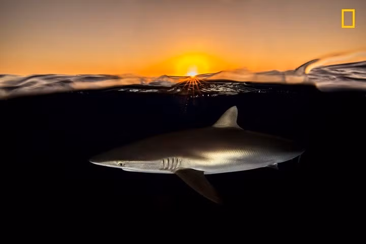 Sát thủ đại dương.