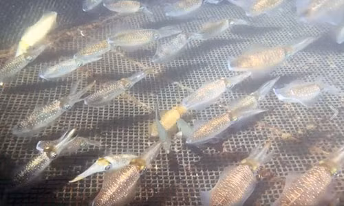 Muc song dang boi tung tang 1 trieu/kg ve Ha Noi chay hang