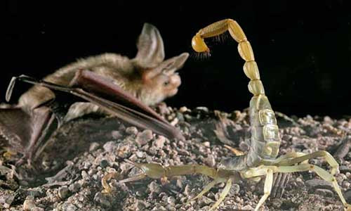 Loài dơi pallid không hề sợ nọc độc của bọ cạp nổi tiếng nhất châu Mỹ.