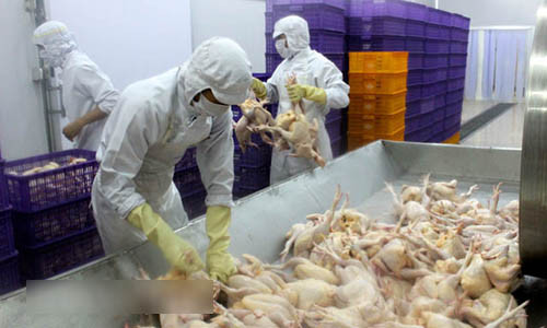 Đã có trại gà không xuất khẩu được vì... đàn vịt nhà hàng xóm. Ảnh minh họa: Nguyên Vỹ