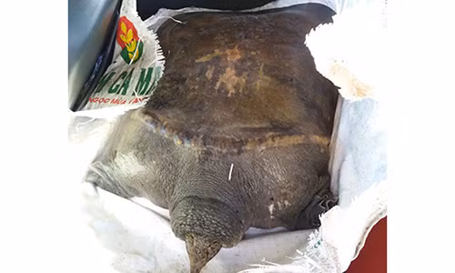 Bat duoc con rua khong lo khi tha luoi sau nha