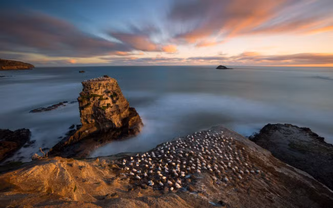 Vương quốc của chim ó biển ở Muiriwai.