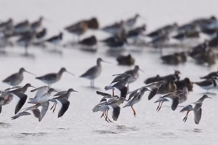 Đàn chim choắt nâu vui đùa tại khu bảo tồn thiên nhiên ở Faversham, Anh.