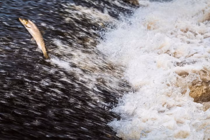 Một chú cá hồi nhảy vượt thác ở Selkirk, Scotland.