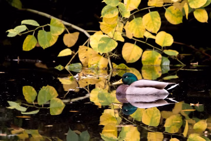 Một chú vịt bơi trong khung cảnh mùa thu thanh bình tại Vườn thú Berlin, Đức.