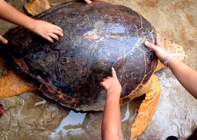 Cap rua vang quy hiem: Nga gia 800 tram trieu ban lien tay-Hinh-2