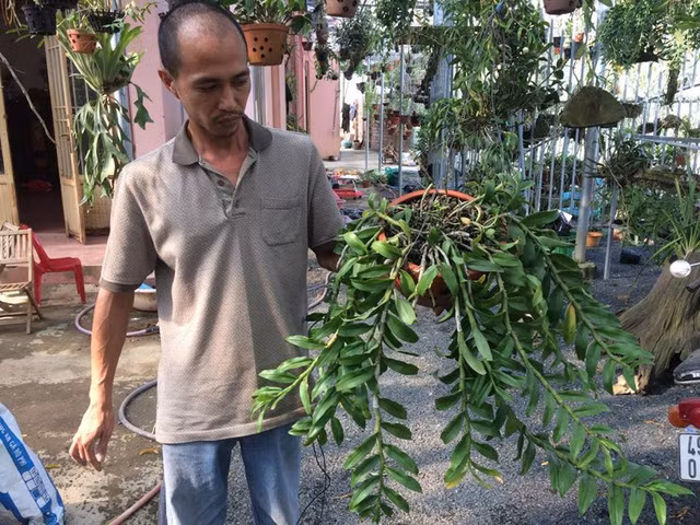 Vuon lan rung "sang chanh" vua lam va choi kiem 1,8 ty dong/nam