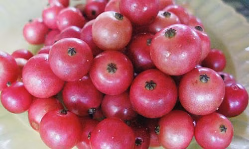 Than duoc ngua ung thu giup ban ca doi khong mac tim mach